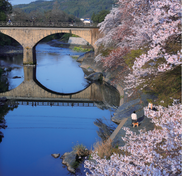 櫻花與石橋